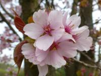 Višeň Sargentova 'Rancho' (Prunus sargentii)