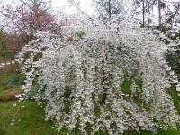 Višeň jedoská 'Ivensii' (Prunus x yedoensis)
