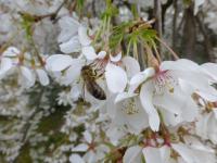 Višeň jedoská 'Ivensii' (Prunus x yedoensis)