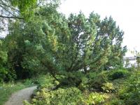 Borovice zakrslá (Pinus pumila)