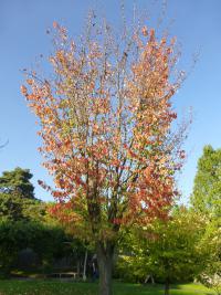 Višeň Sargentova 'Rancho' - podzimní zbarvení (Prunus sargentii)