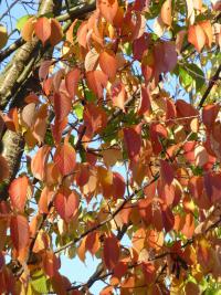Višeň Sargentova 'Rancho' - podzimní zbarvení (Prunus sargentii)