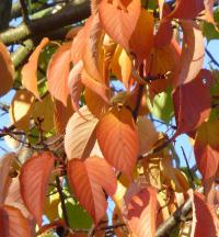 Višeň Sargentova 'Rancho' - podzimní list (Prunus sargentii)