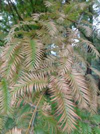 Metasekvoje čínská - podzimní zbarvení (Metasequoia glyptostroboides)