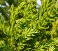 Kryptomerie japonská 'Pygmaea' (Cryptomeria japonica)