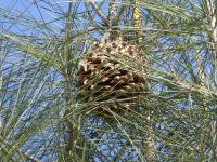 Borovice Sabineova - šiška v jehlicích