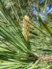 Borovice žlutá (Pinus ponderosa)