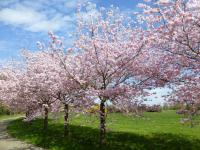 Višeň Sargentova 'Accolade' (Prunus sargentii)