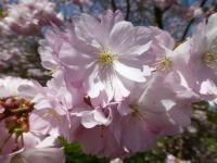 Višeň Sargentova 'Accolade' - větévka s květy (Prunus sargentii)