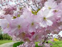 Višeň Sargentova 'Accolade' (Prunus sargentii)