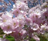 Višeň Sargentova 'Accolade' (Prunus sargentii)