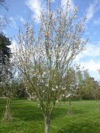 Višeň Sargentova (Prunus sargentii)