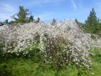 Višeň jedoská - habitus v květu (Prunus x yedoensis)