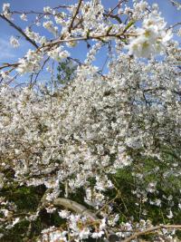 Višeň jedoská - větévka s květy (Prunus x yedoensis)