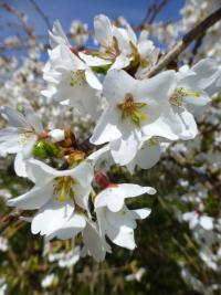 Višeň jedoská - větévka s květy (Prunus x yedoensis)