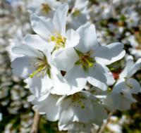 Višeň jedoská (Prunus x yedoensis)