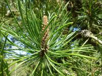 Borovice (Pinus  murraybanksiana)