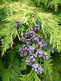 Cypřišek Lawsonův 'Golden Wonder'