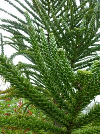 Blahočet (Araucaria laubenfelsii)