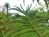 Blahočet (Araucaria laubenfelsii)