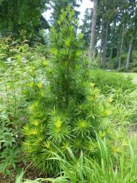 Pajehličník přeslenatý 'Grüne Kugel' - habitus (Sciadopitys verticillata)