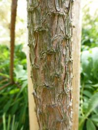 Borovice chuangšanská - kmen