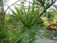 Pajehličník přeslenatý - detail (Sciadopitys verticillata)