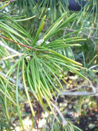 Pajehličník přeslenatý - detail (Sciadopitys verticillata)