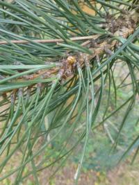 Borovice Neilreichova