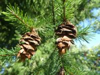 Douglaska tisolistá (Pseudotsuga menziesii)