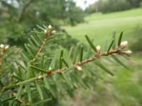 Jedlovec karolínský