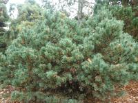 Borovice lesní 'Hibernia'