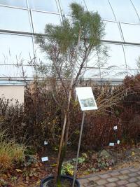 Actinostrobus pyramidalis (Actinostrobus pyramidalis)