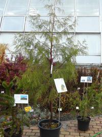 Fitzroya cypřišovitá (Fitzroya cupressoides)