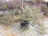 Nohoplod (Podocarpus acutifolius)