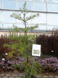 Nohoplod prodloužený (Podocarpus elongatus)