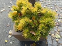 Borovice kleč 'Piatra Craiului'