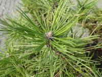 Borovice černá 'Jude's Gem' - jehlice