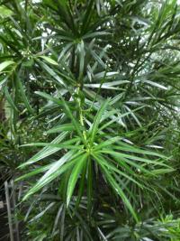 Nohoplod velkolistý (Podocarpus macrophyllus)