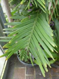 Wollemie vznešená - větévka s jehlicemi (Wollemia nobilis)