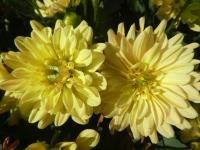 Jiřinka 'Žuvinto Lugne' - Rozmanité jiřinky