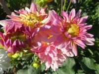 Jiřinka 'Laumé' - Rozmanité jiřinky