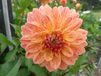 Jiřinka 'Marianeta' - Rozmanité jiřinky