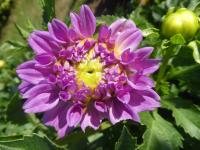 Jiřinka 'R Varnaité' - Rozmanité jiřinky