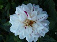 Dahlien (Dahlia)