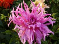 Dahlien (Dahlia)