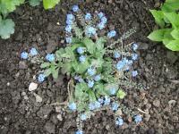 Pomněnka (Myosotis)