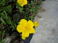 Záružlie močiarne (Caltha palustris)