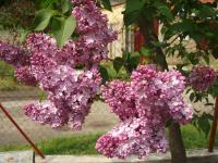 Orgován obyčajný (Syringa vulgaris)