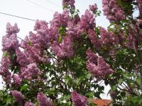 Gemeiner Flieder (Syringa vulgaris)